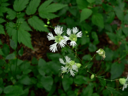 {Silene stellata}